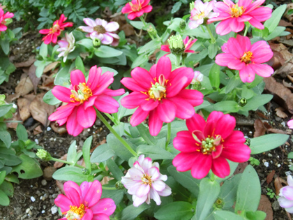 新宿中央公園の花