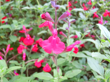 新宿中央公園の花