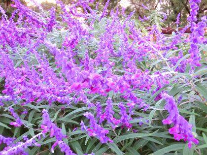 新宿中央公園の花