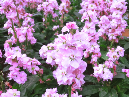 新宿中央公園の花