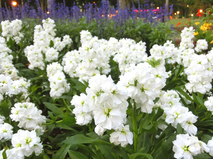 新宿中央公園の花