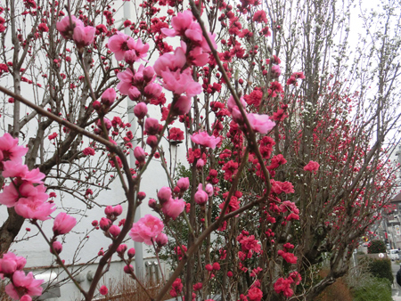 桃の花