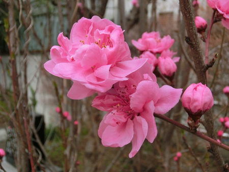 ピンクの桃の花