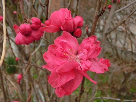 赤色の桃の花