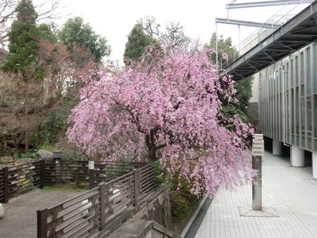 紅葉山公園の桜