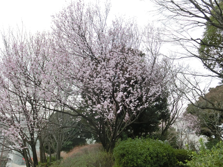 紅葉山公園の桜