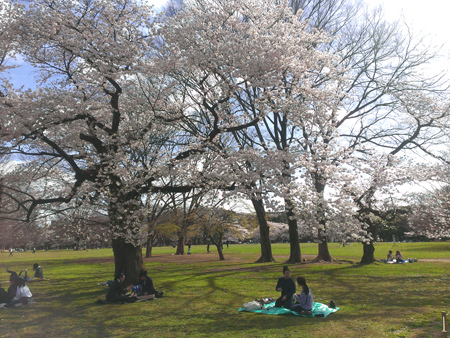 代々木公園の桜