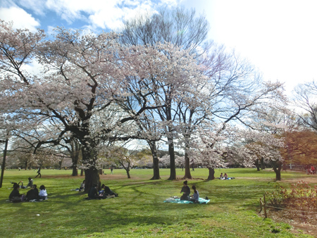 代々木公園の桜