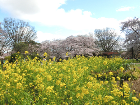 代々木公園の桜と菜の花