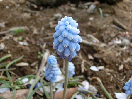 代々木公園のムスカリ