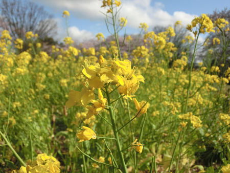 代々木公園の菜の花