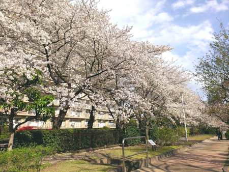 せせらぎの里公苑の桜