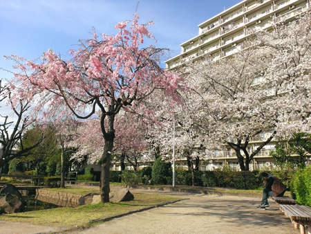 せせらぎの里公苑の桜