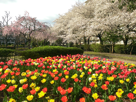 せせらぎの里公苑のチューリップと桜