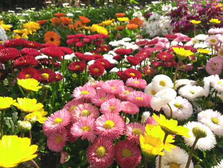 せせらぎの里公苑の花壇