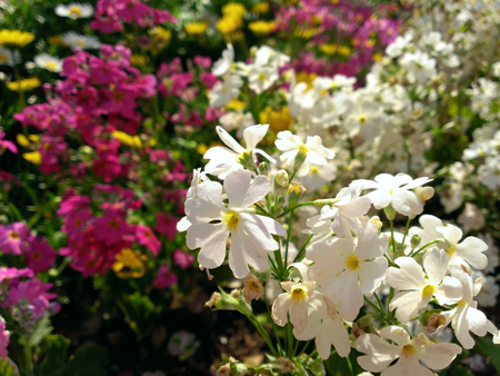 せせらぎの里公苑の花壇