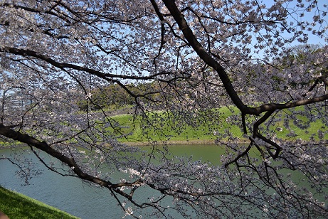 桜 2012