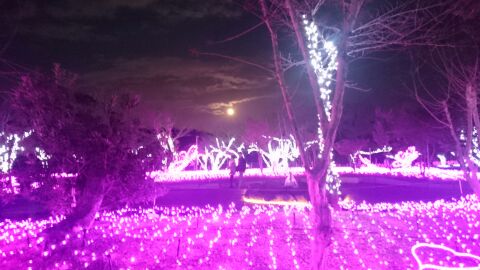 IMG_20151230_40647.jpg