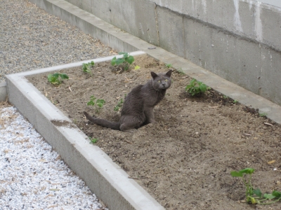 猫トイレ