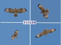 ¿·¤·¤¤¤ªµÒÍÍ