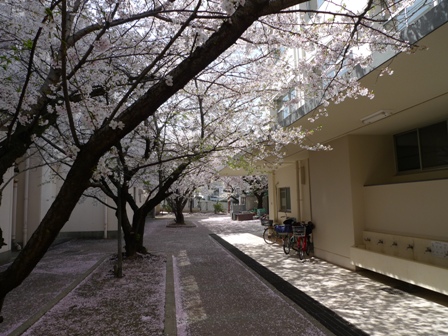 桜