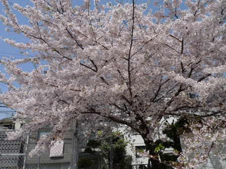 桜
