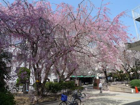 桜