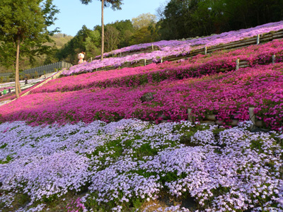 裏山の芝桜