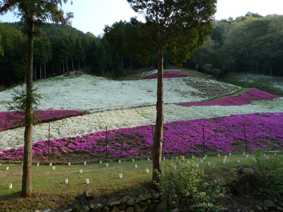 裏山の芝桜