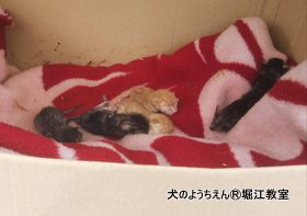 kitton1.jpg