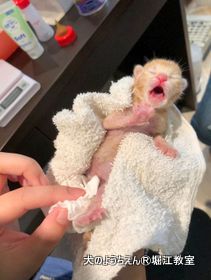 kitton3.jpg