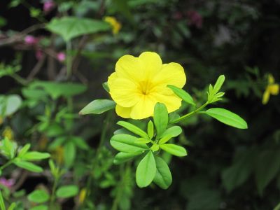 黄色い花 5月15日 Jpg