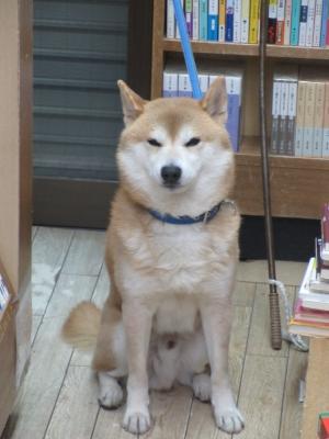 虎毛 秋田 犬