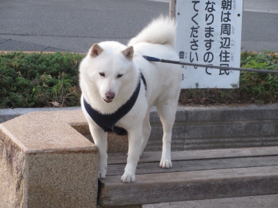 ほとんど見ることのない犬種 柴犬と古本