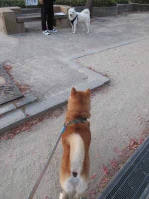 ほとんど見ることのない犬種 柴犬と古本