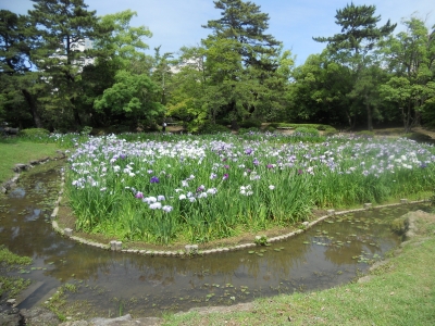 あやめ