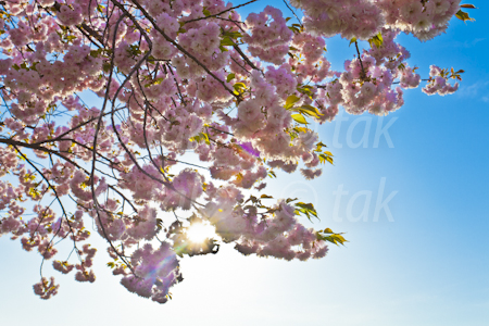 桜堤2