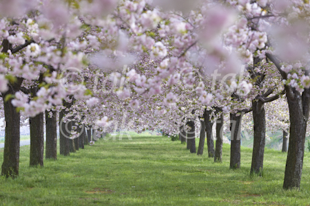 桜堤3