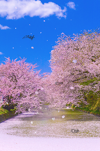 花吹雪