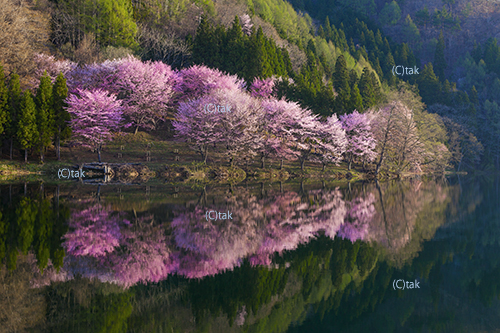 中綱湖桜