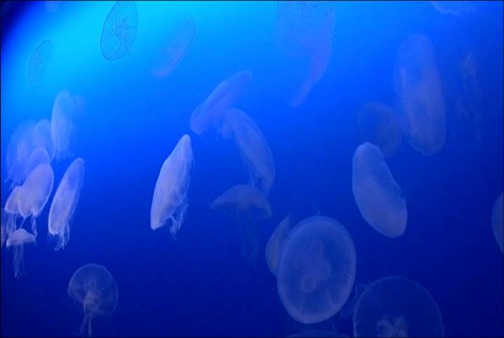 Jellyfish at enosui