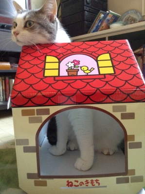 ひょっこり