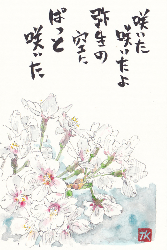 桜の絵手紙 絵ときどきワンコ