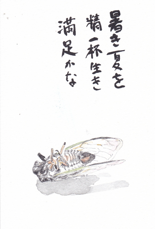 8月の絵手紙 絵ときどきワンコ