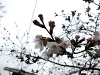 桜アップ
