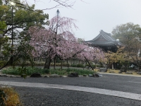 お寺の桜