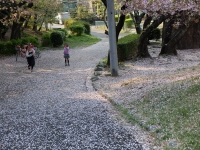 子供と桜