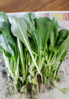 200805031112000.jpg
