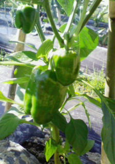 200805111604000.jpg