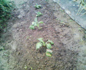 200808231254001.jpg